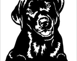 Black Dog Auto Repair